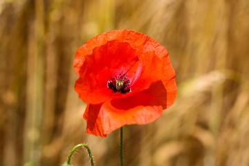 Poppies in the wheat field, sunshine