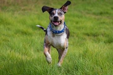 Winston the Catahoula