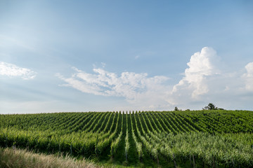 Weinberg im Frühjahr