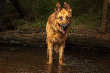 Major the German Shepard