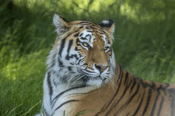 Fototapeta na wymiar Tiger Tiger