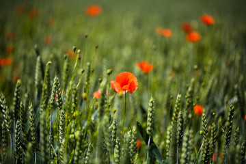 Poppies in the wheat field, sunshine
