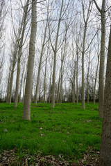 Meadow with poplar trees