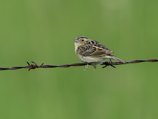 Grasshopper Sparrow (Ammodramus savannarum) in Spring