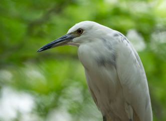 Malagasy pond heron, Chinese pond heron