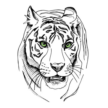 Tiger portrait with a green eyes. Vector illustration.