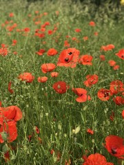 Obraz premium poppies