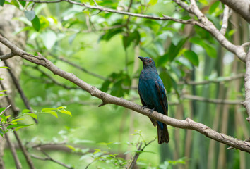 Asian fairy-bluebird, female