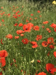poppies