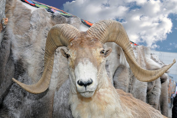 The stuffed head of a wild mountain bighorn sheep
