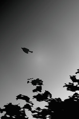 Bird in Flight