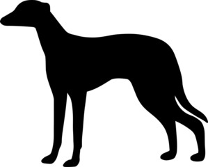 Greyhound Dog