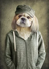 Foto auf Acrylglas Hipster Tiere Süßes Hunde-Shih-Tzu-Porträt, menschliche Kleidung tragend, auf Vintage-Hintergrund. Hipster-Hund.