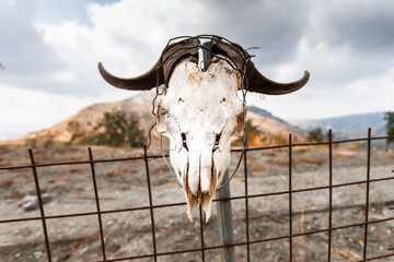 Totenkopf, Schädel einer toten Ziege mit langen Hörnern steckt auf einem Eisenzaun auf Kreta in Griechenland