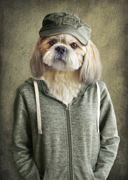 Cute dog shih tzu portrait, wearing human clothes, on vintage background. Hipster dog.