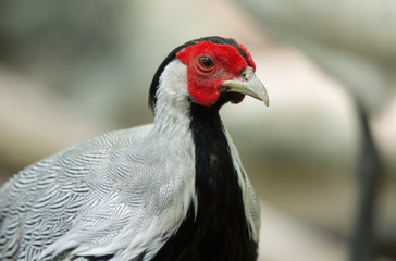 Head shot of Silver pheasant ; Lophura nycthemera