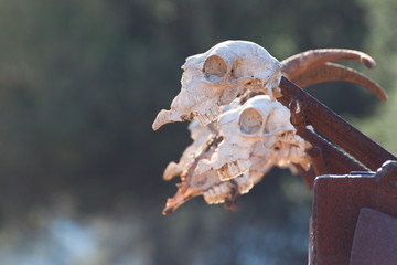 Totenkopf, Schädel einer toten Ziege mit langen Hörnern steckt auf einem Eisenzaun auf Kreta in Griechenland