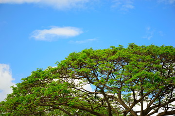 この木なんの木、気になる木。