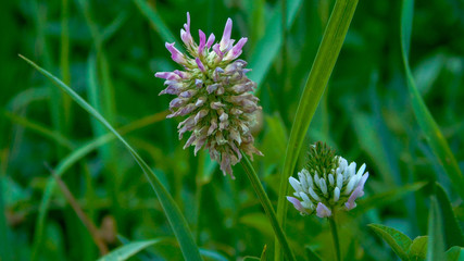Trifolium
