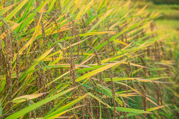 Golden rice field in harvest season and sunny daylight, beautiful summer natural landscape.