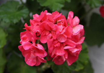 nice spring flowers