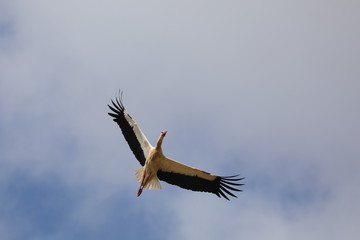 Storch II Portugal