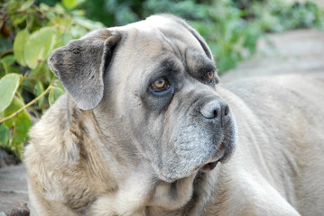 Fototapeta premium A Corsican dog rests