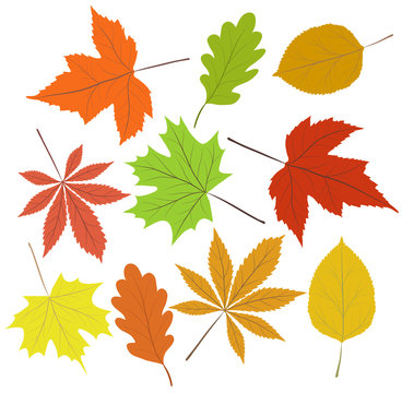 collection beautiful colourful autumn leaves isolated on white background, stock vector illustration