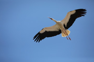 Storch III