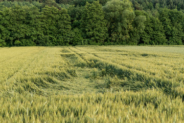 Niedergedrücktes Gerstenfeld