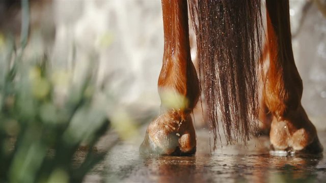 Water drip from horse hooves close-up slow motion 4K. Long shot on horse hooves in focus standing still while water running down in the washing process.