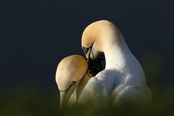 Northern Gannet (Morus bassanus), mating gannets on cliffs, Helgoland in Germany, bird colony, beautiful birds, typical mating behaviour, nesting birds on cliffs, harmony, lovely bird couple