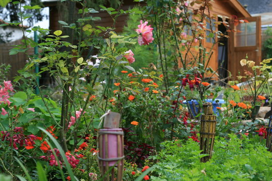 fleur jardin