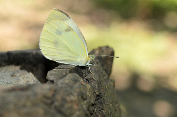 A white butterfly sits on a summer tree .