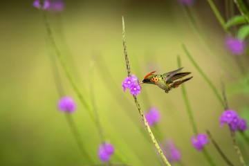 Hummingbird (Tufled coquette) howering around its favourite flower in Trinidad and Tobago