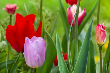 Tulpen im Garten