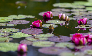 Waterlilies in the pond