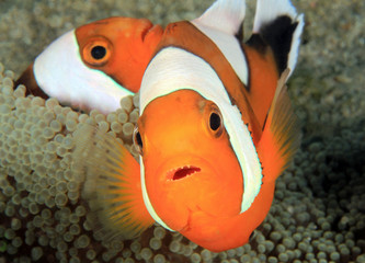 Saddleback Anemonefish (aka Saddleback Clownfish, Panda Anemonefish, Amphiprion polymnus) in an...