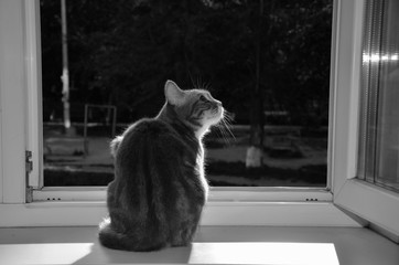 grey cat sitting on windowsill and looking out the open window into the street