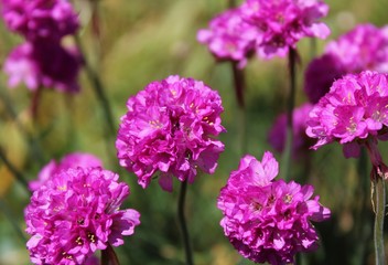 Beautiful pink armeria flowers in full bloom in the spring sunshine