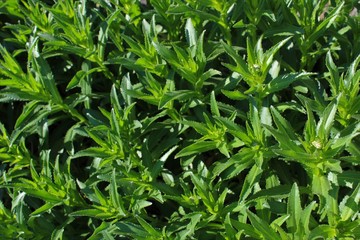 Fototapeta premium Shasta daises grow in early summer