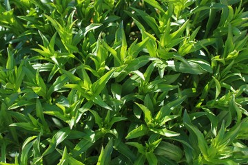 Obraz premium Shasta daises grow in early summer