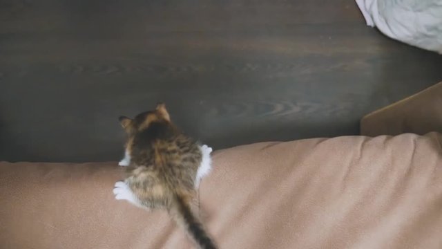 Kitten Jumping Falls From On The Couch Slow Motion Video. Kitten Playing Concept Two Kitten And A Lifestyle Cat