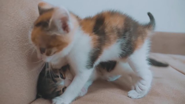 Two cute yellow tabby shorthair kittens playing and fighting on white background