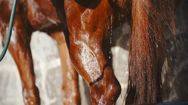Washing horse close-up of muscle legs in slow motion 4K. Static long shot of horse back leg in focus while water pouring all over making it shining from the sun.