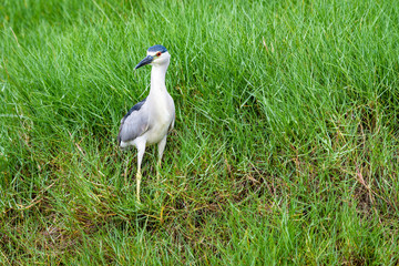Alert heron standing in tall grass, Hawaii
