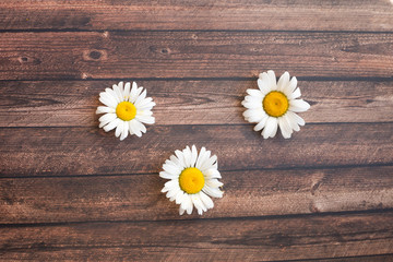 chamomile table background wooden