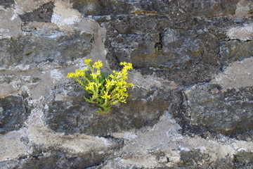 plants on a stone wall