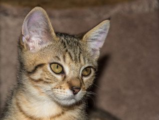 Kitten Portrait