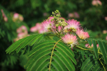 Image of cute fluffy blooming pink flower. Albizia julibrissin. Persian silk tree, pink silk tree. Amazing bright Tropical flowers